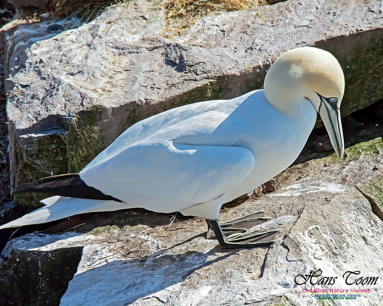 Northern Gannet 109