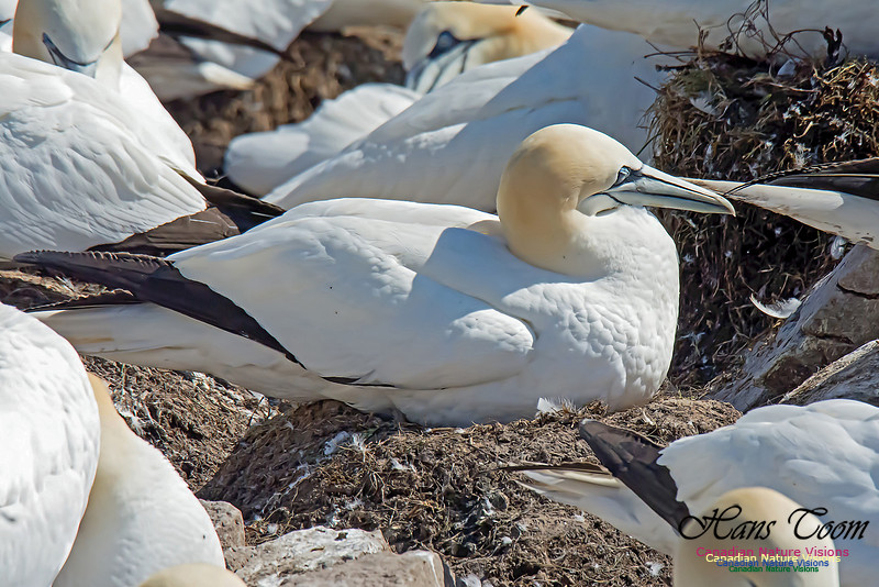 Northern Gannet 110