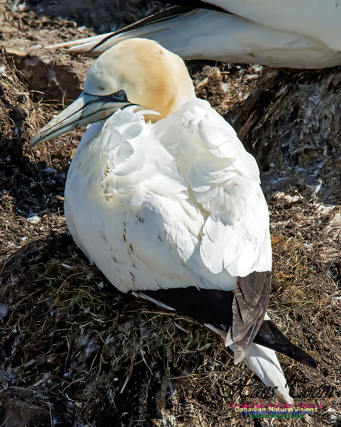 Northern Gannet 111