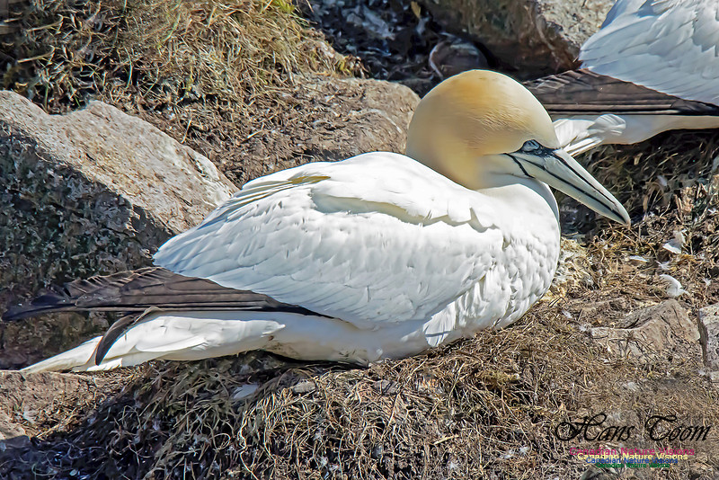 Northern Gannet 112