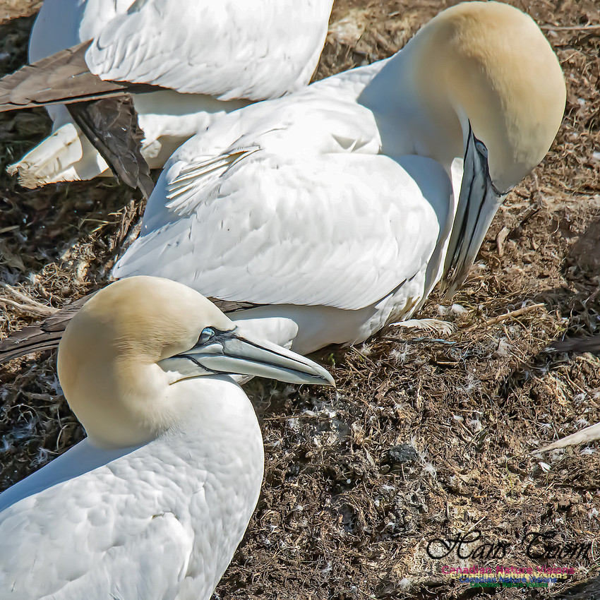 Northern Gannet 113