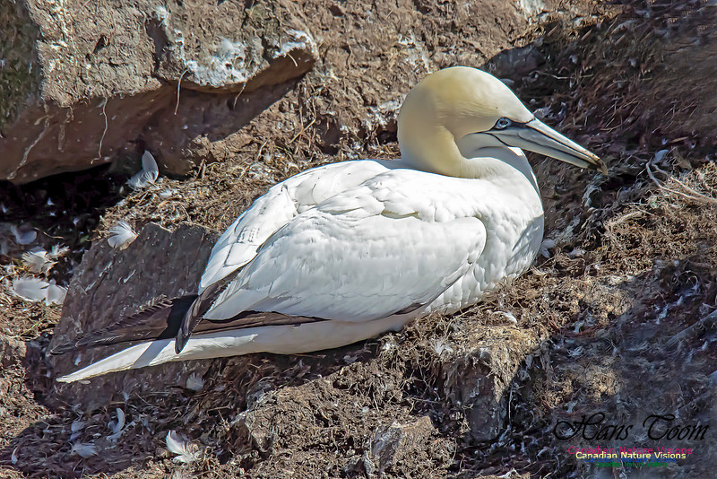 Northern Gannet 114