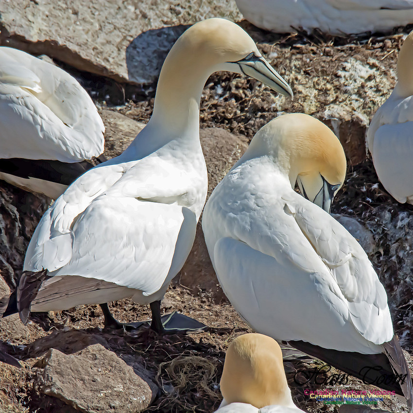 Northern Gannet 115