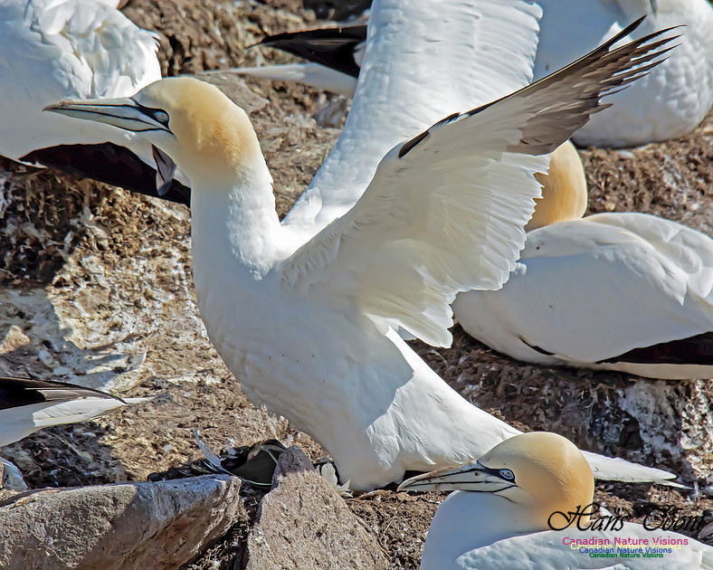 Northern Gannet 116