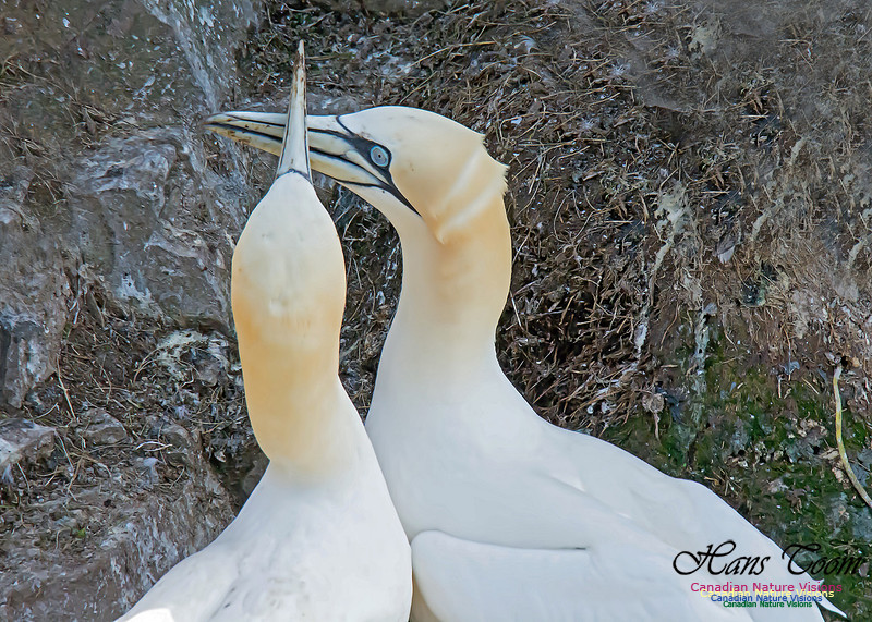 Northern Gannet 117