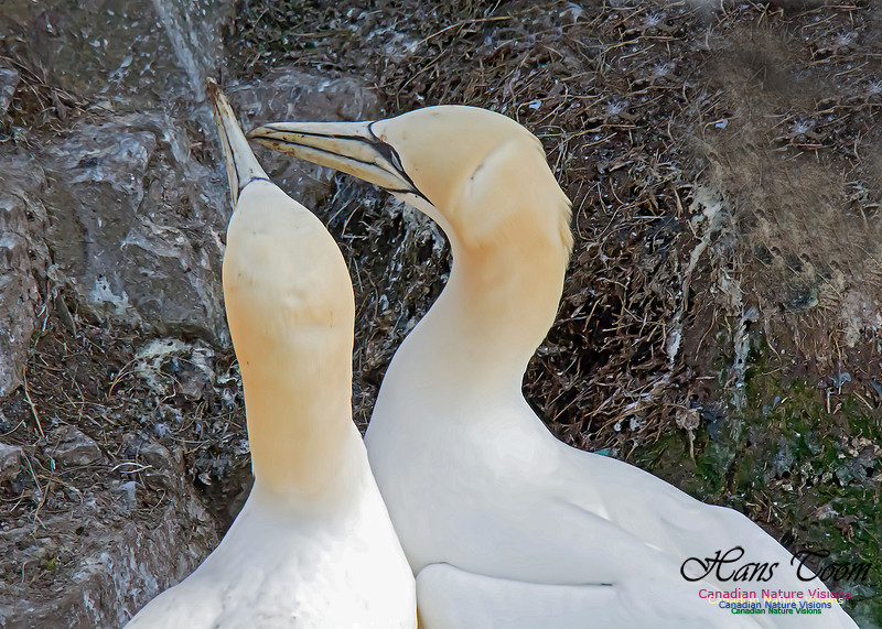 Northern Gannet 118