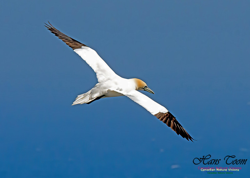 Northern Gannet 119