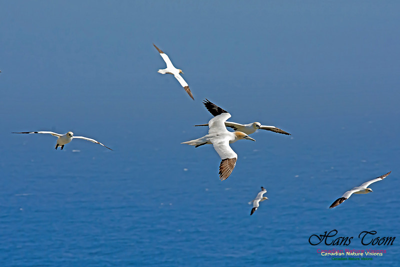 Northern Gannet 120