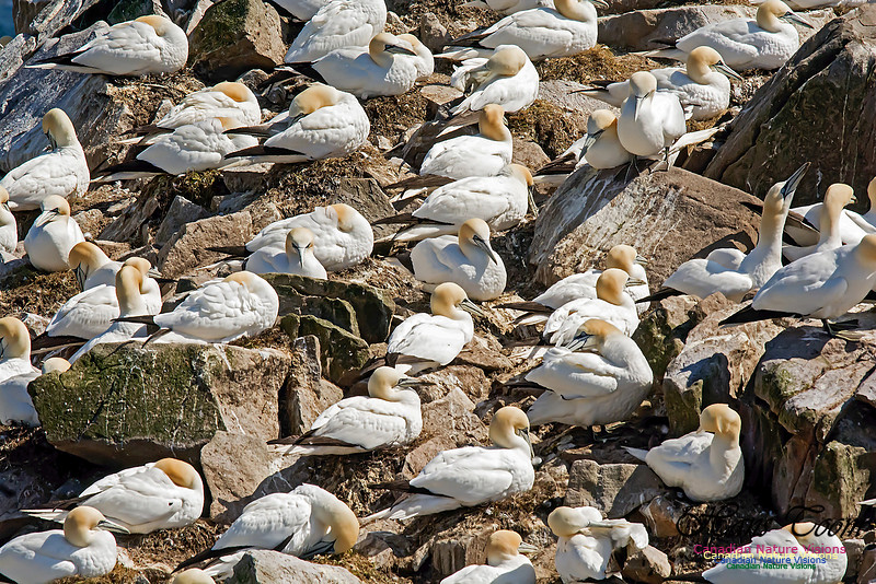 Northern Gannet 121