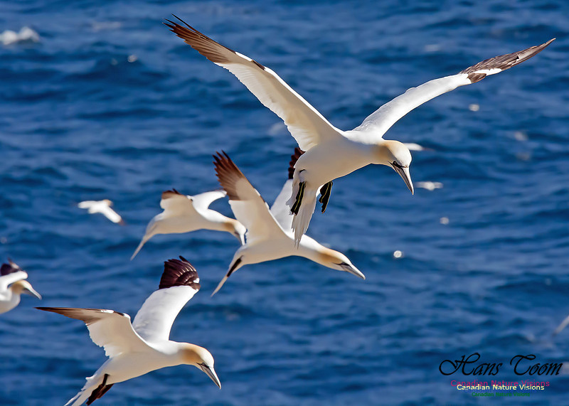 Northern Gannet 122
