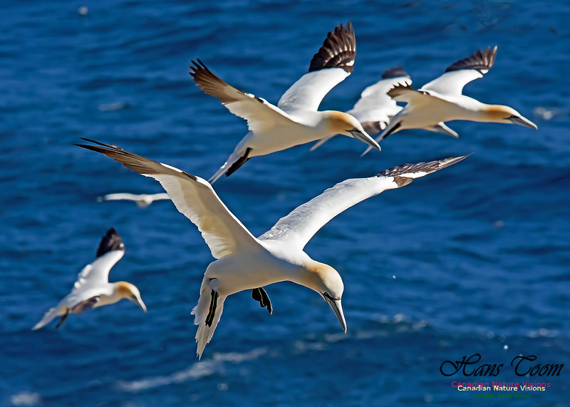 Northern Gannet 123