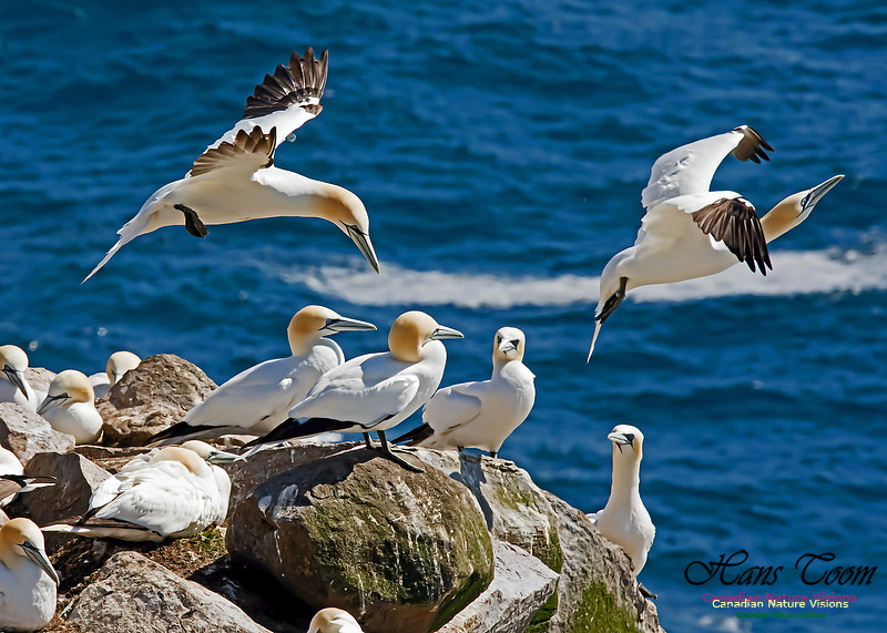 Northern Gannet 124