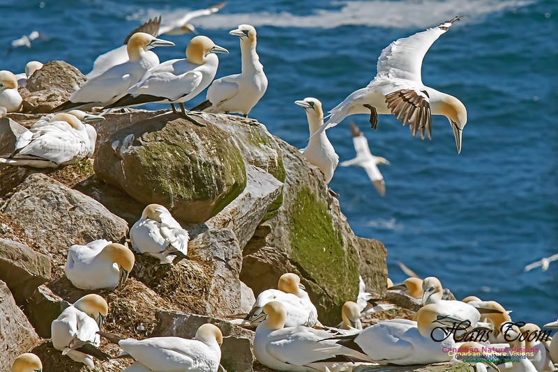 Northern Gannet 125