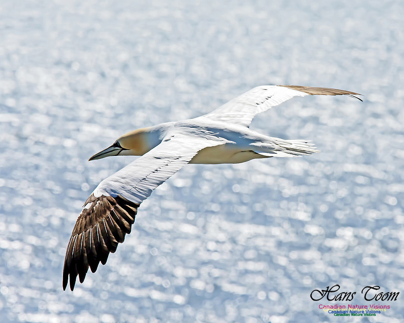 Northern Gannet 126