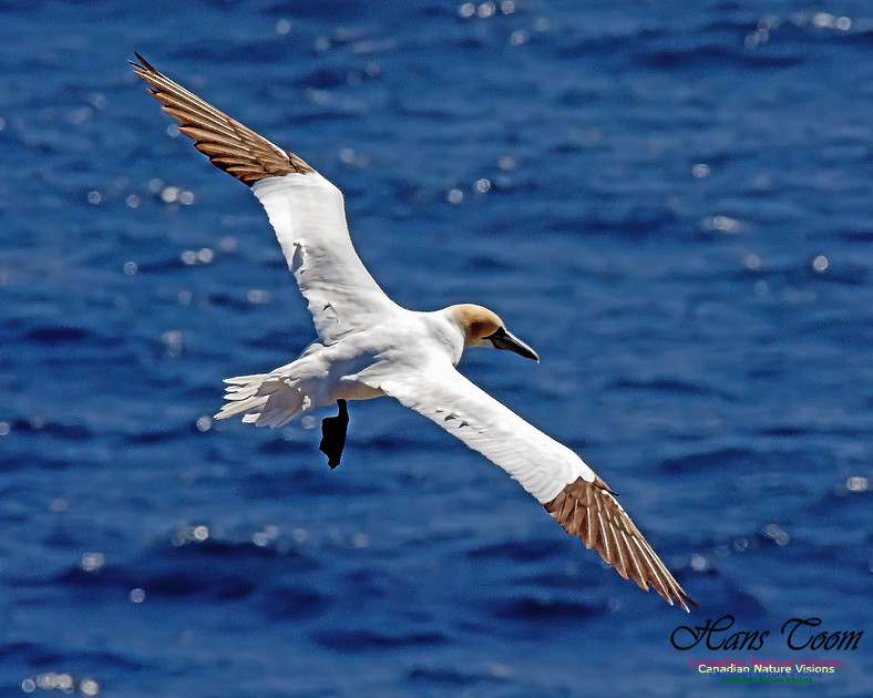 Northern Gannet 127