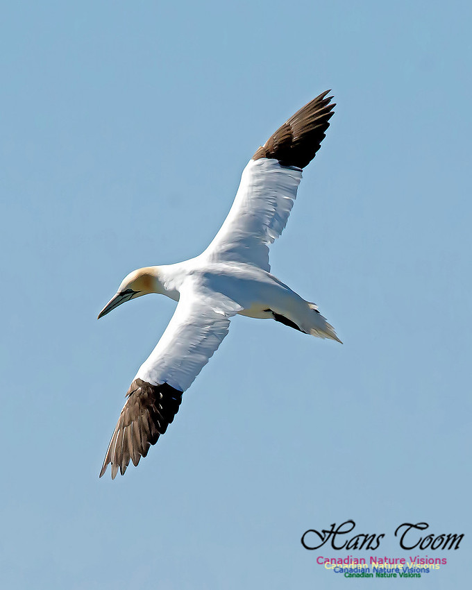 Northern Gannet 128
