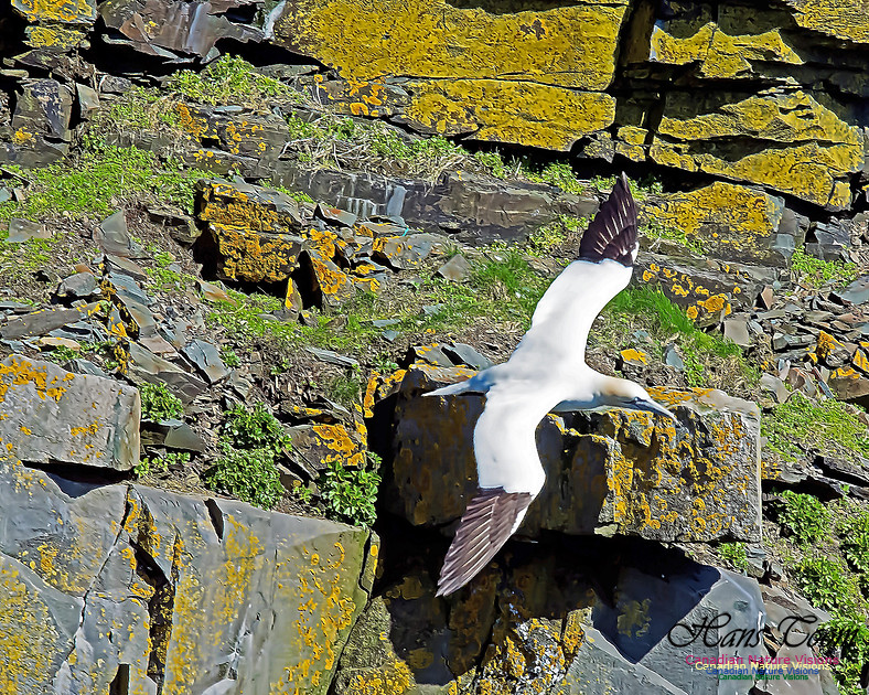 Northern Gannet 129