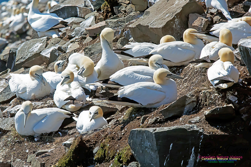 Northern Gannet 130