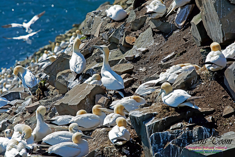 Northern Gannet 131