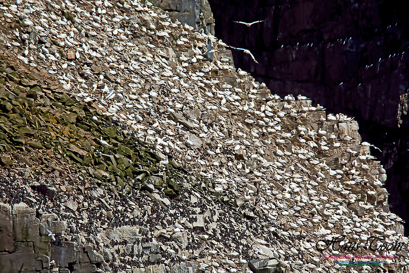 Northern Gannet 132