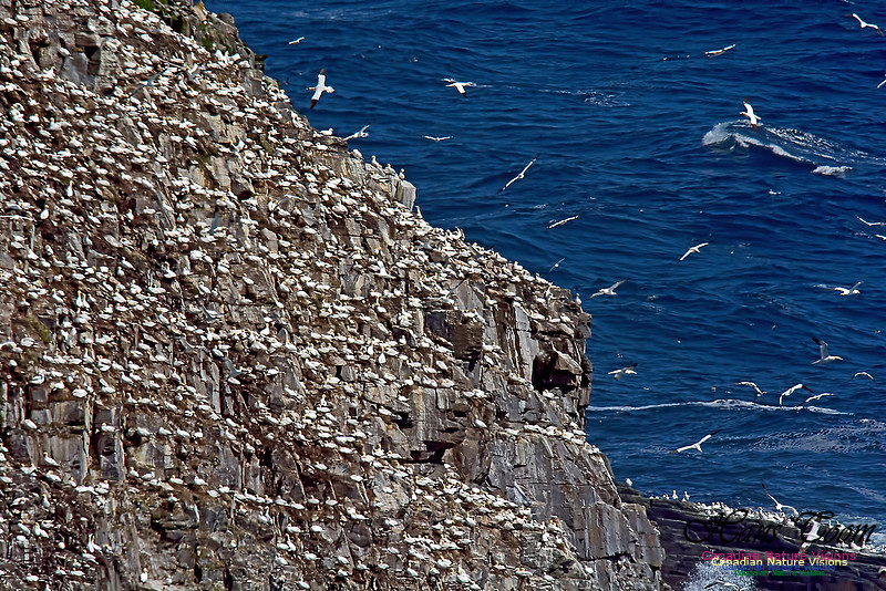 Northern Gannet 133