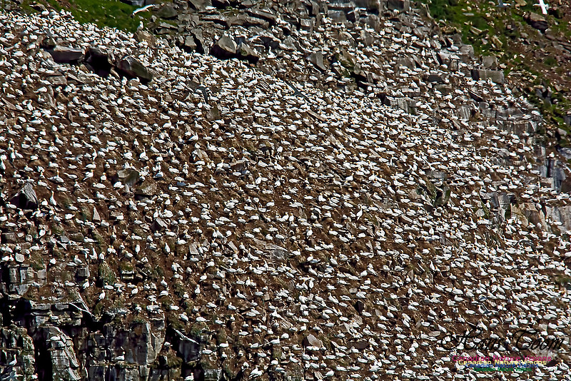 Northern Gannet 134