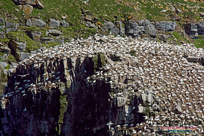 Northern Gannet 135