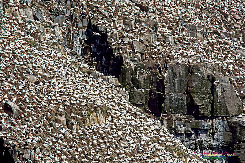 Northern Gannet 136