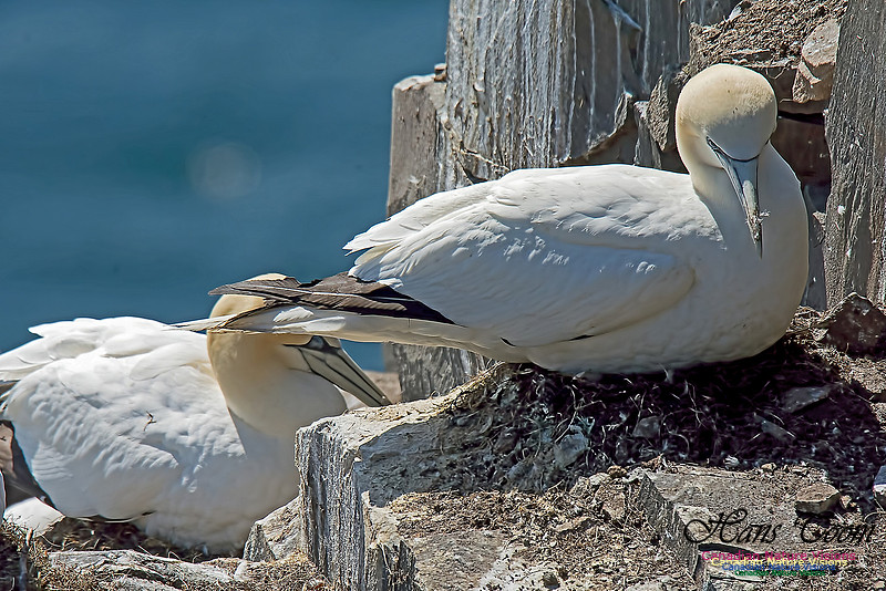 Northern Gannet 137