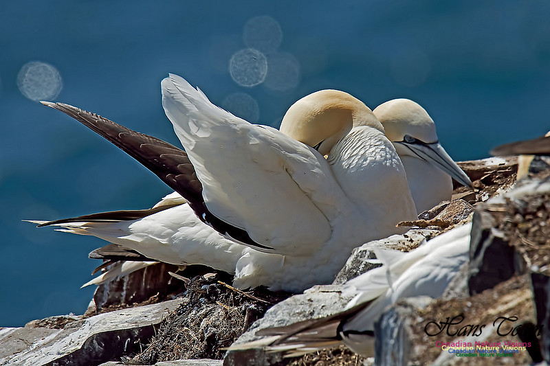 Northern Gannet 138