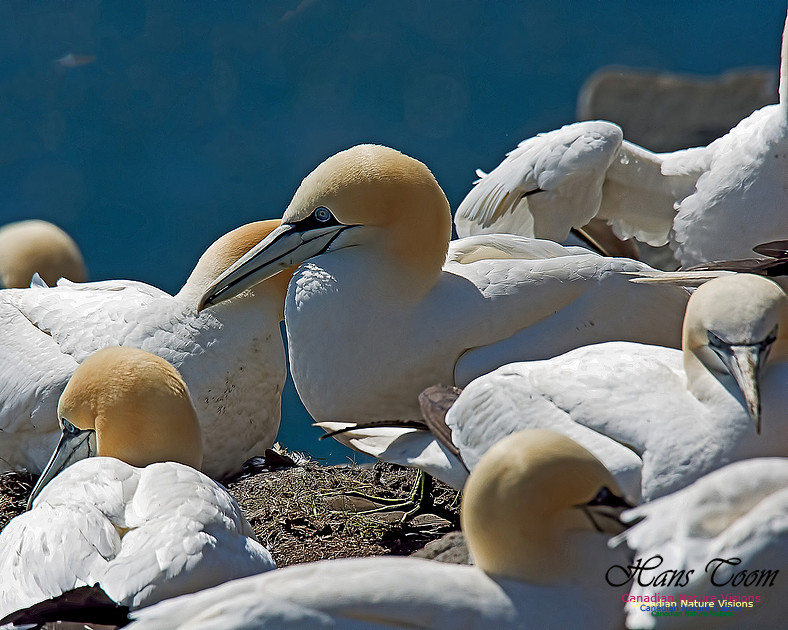 Northern Gannet 139