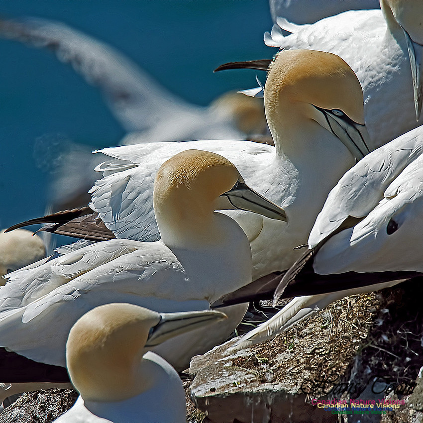 Northern Gannet 140