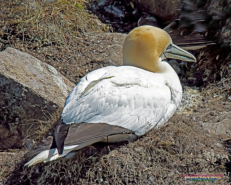 Northern Gannet 141