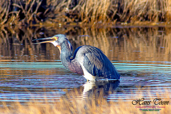 Tricoloured Heron 32