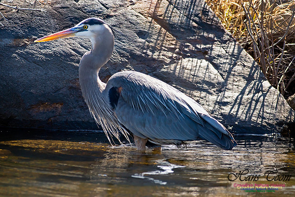 Great Blue Heron