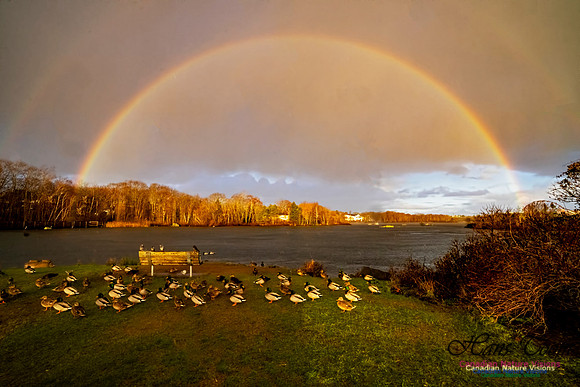 Rainbow at Albro Lake 101