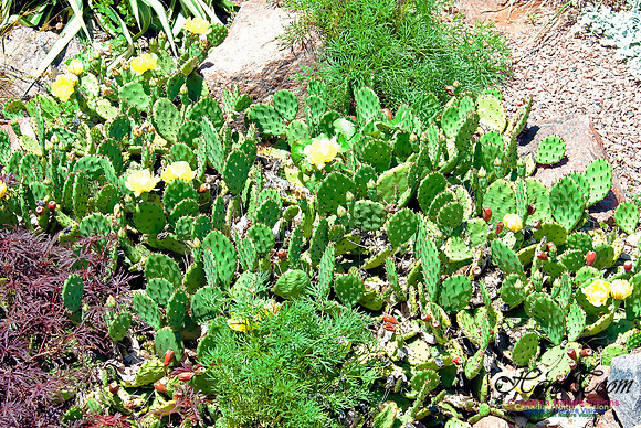 Agricultural College Rock Garden