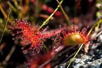 Predatory Plants