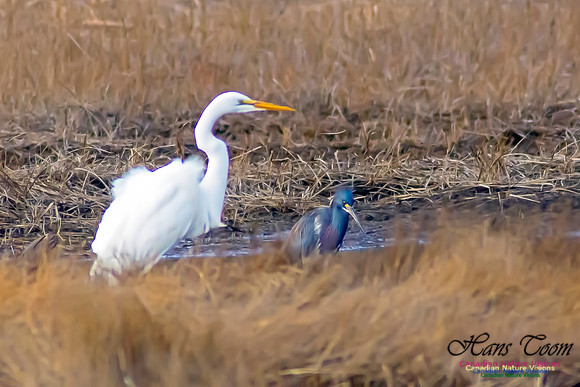 Tricoloured Heron and Great Egret 3