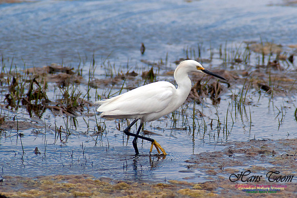 Snowy Egret