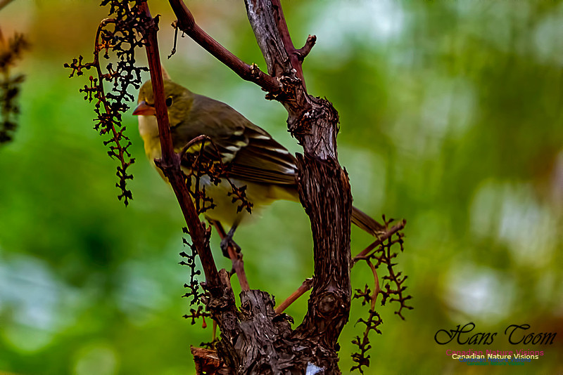 Western Tanager 103