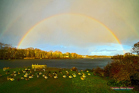 Rainbow at Albro Lake 102