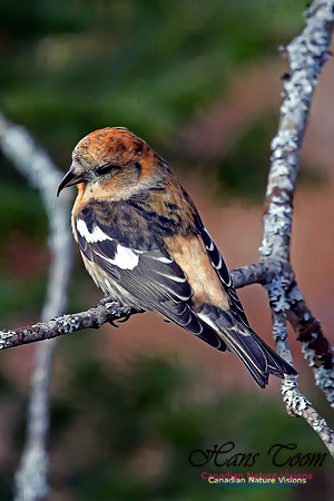 White-winged Crossbill (Hans Toom's Record Photos)