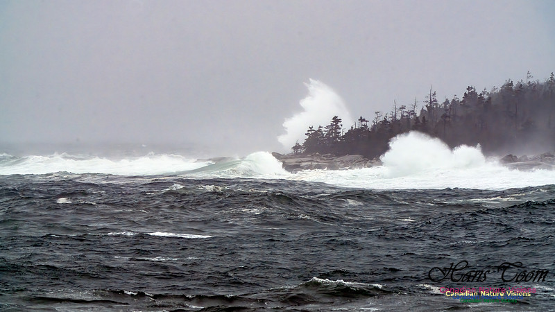 Ocean Surf 101