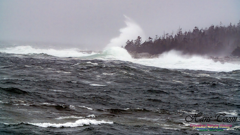 Ocean Surf 100