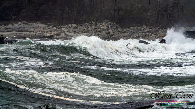 Ocean Surf 105