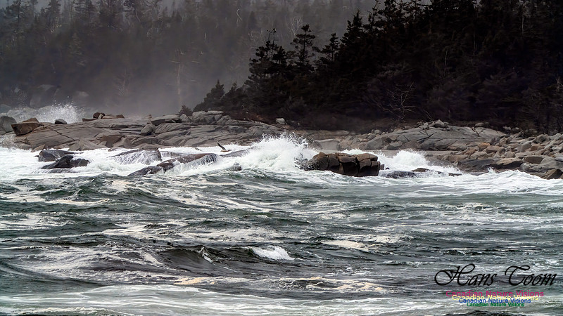 Ocean Surf 104