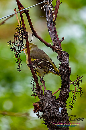 Western Tanager 104