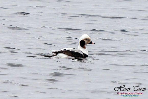 Long-tailed Duck 350