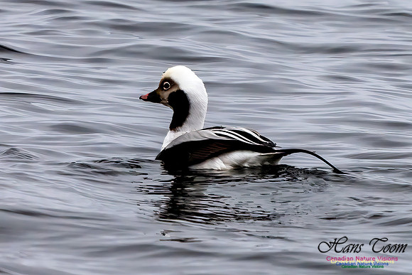 Long-tailed Duck 351